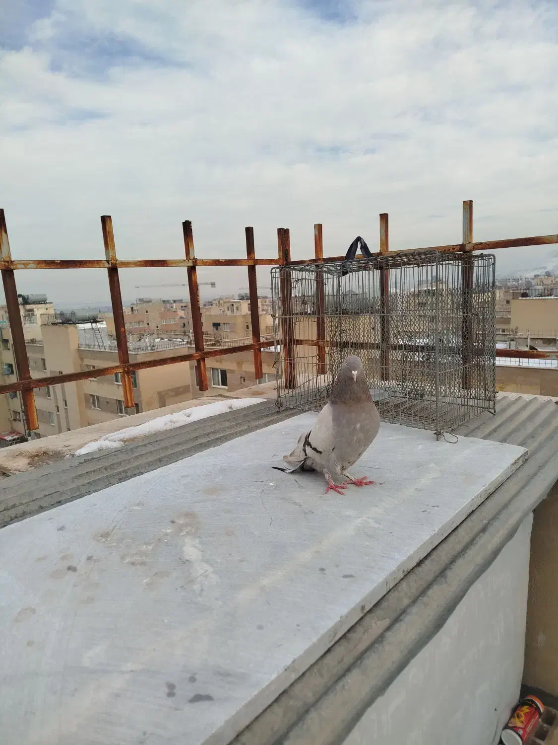 کبوتر دم سفید و اصفهانی و دورگ سرور|پرنده|فولادشهر, مسکن مهر فولادشهر|دیوار