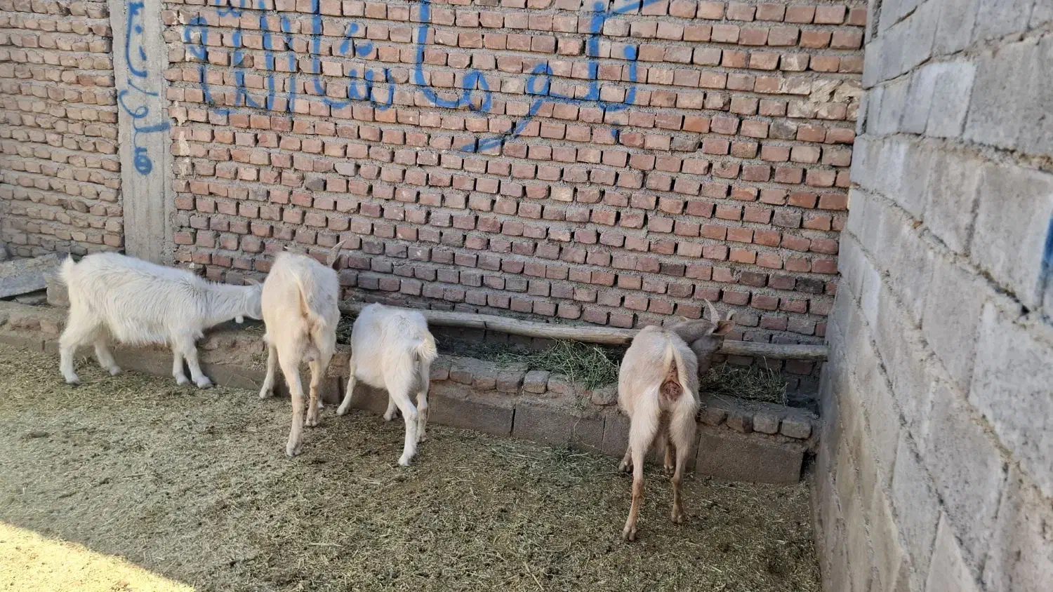 بز سانن|حیوانات مزرعه|یزدان شهر, |دیوار