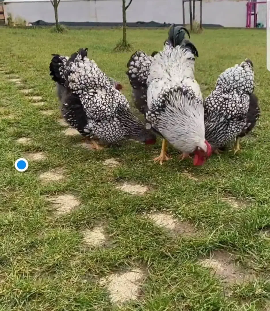 مرغ و خروس ویاندوت|حیوانات مزرعه|یزد, |دیوار