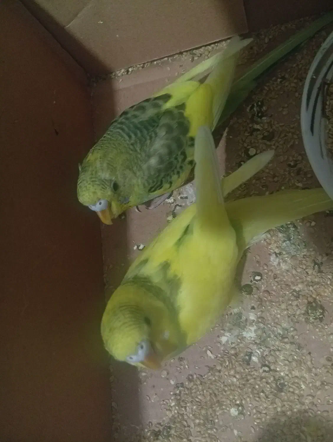 فروش 2 عدد مرغ عشق جنسیتش هنوز معلوم نیست قیمت 200|پرنده|مهدی شهر, |دیوار