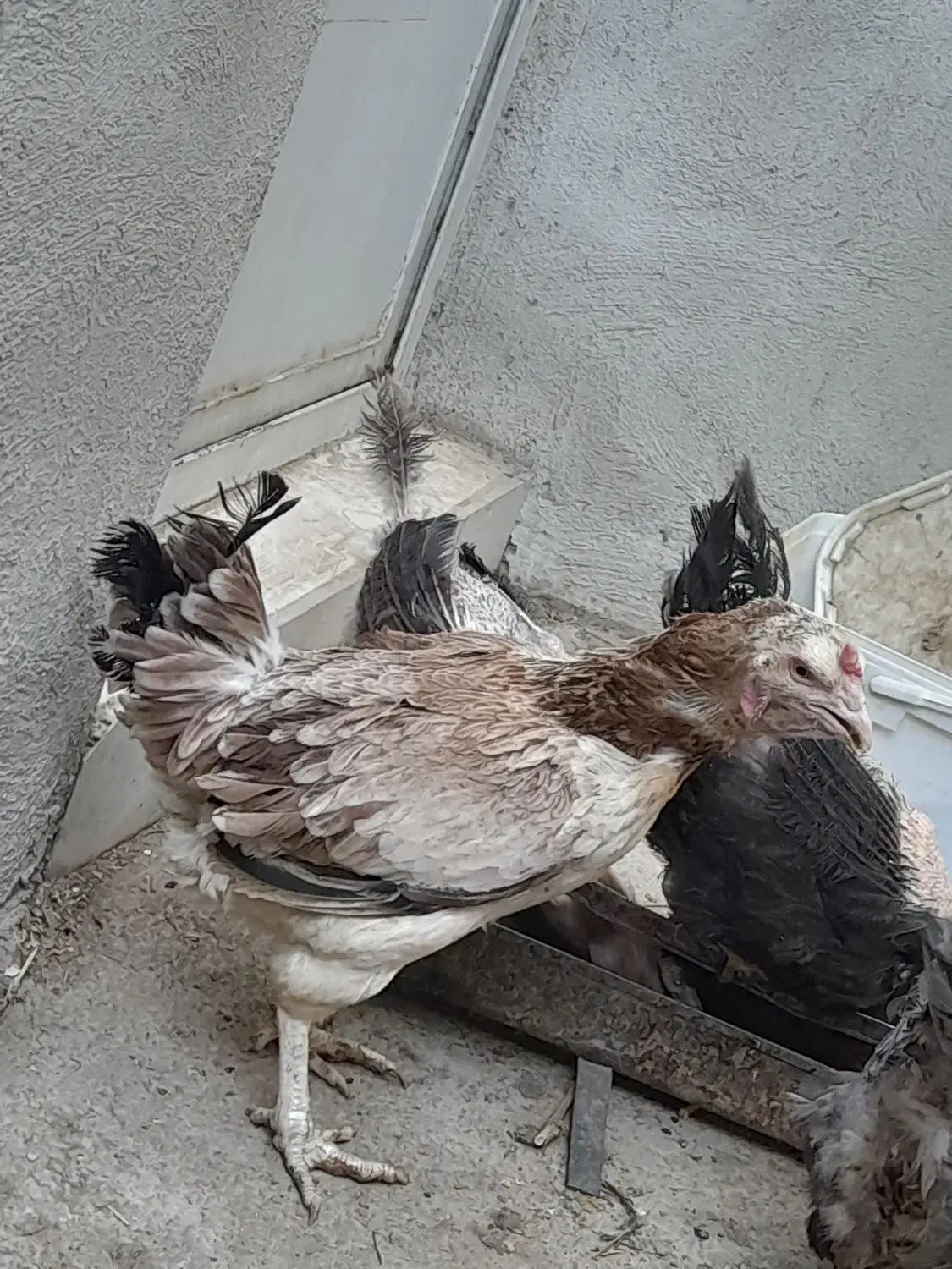 مرغ و خروس لاری|حیوانات مزرعه|مهریز, |دیوار