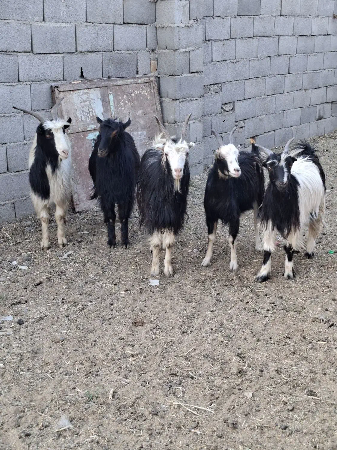 چپش بز رش|حیوانات مزرعه|پاکدشت, پاکدشت (مامازند)|دیوار