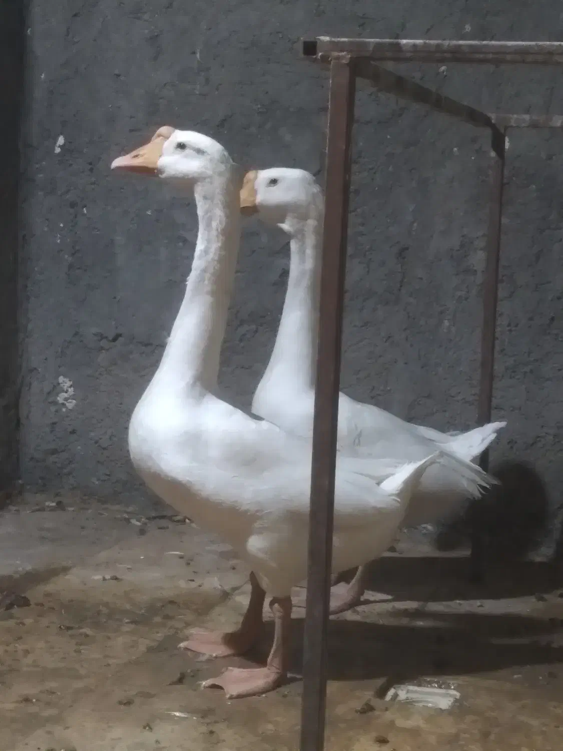 غوغاز اوکراینی نر ماده و قفس مکانیزه|حیوانات مزرعه|قم, زند آباد|دیوار