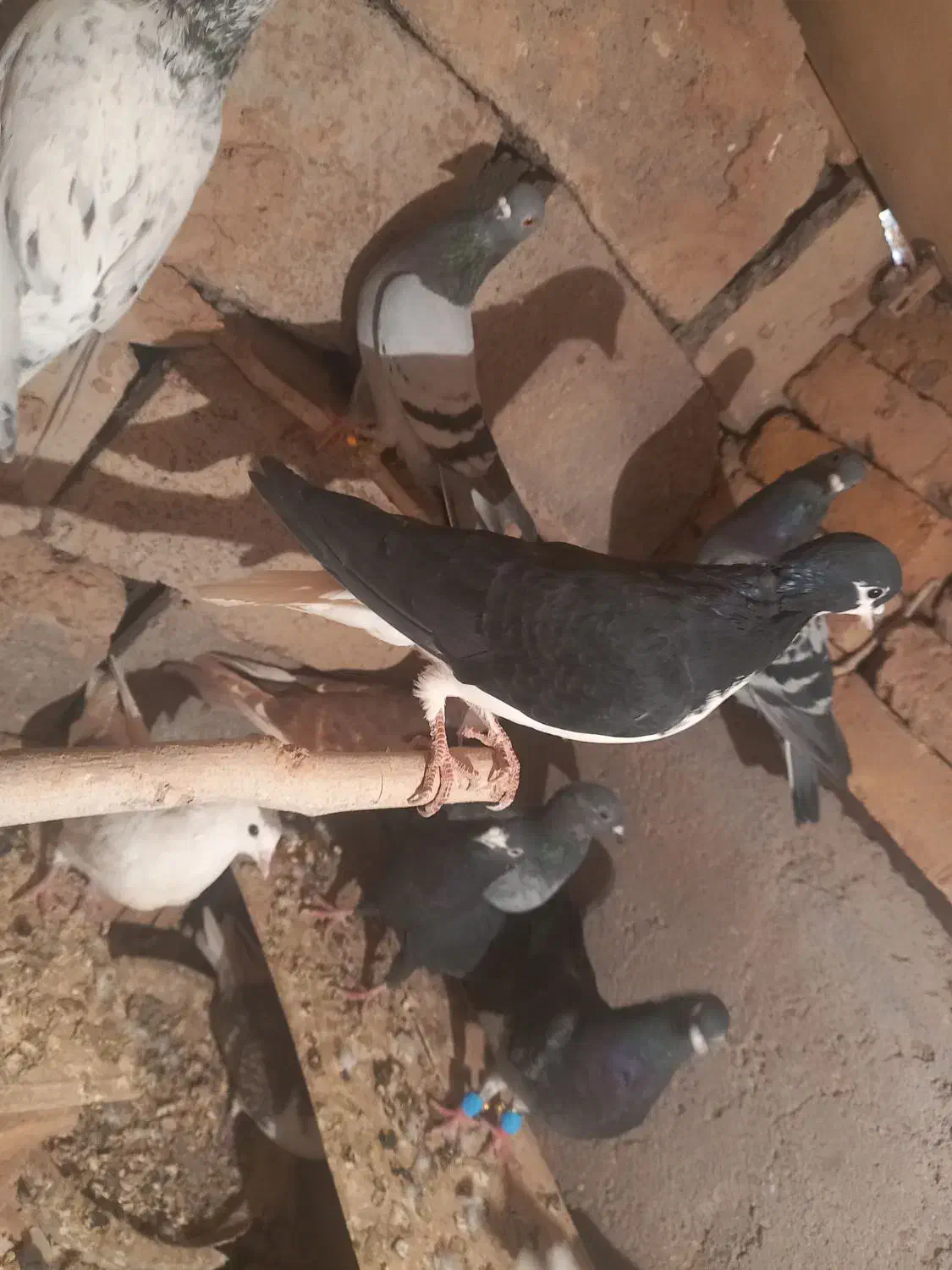 کبوتر خوشرنگ تک ۴۰۰|پرنده|بوئین زهرا, |دیوار