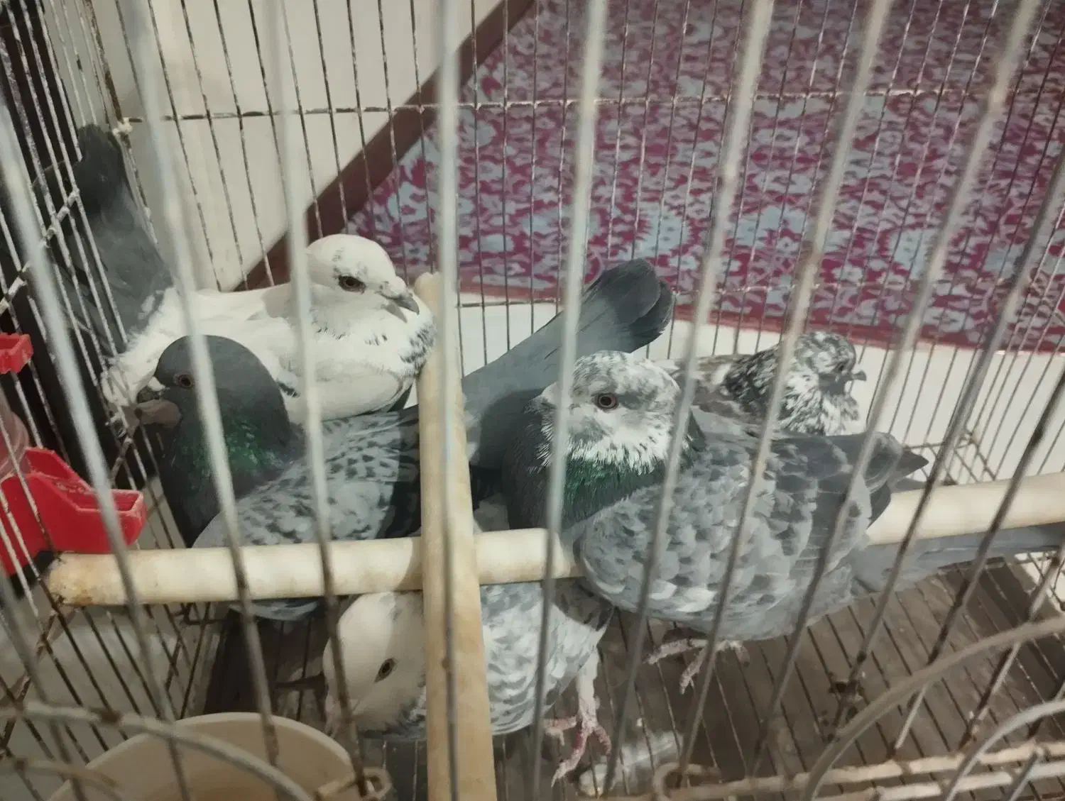 کبوتر|پرنده|صدرا-فارس, فاز ۱|دیوار