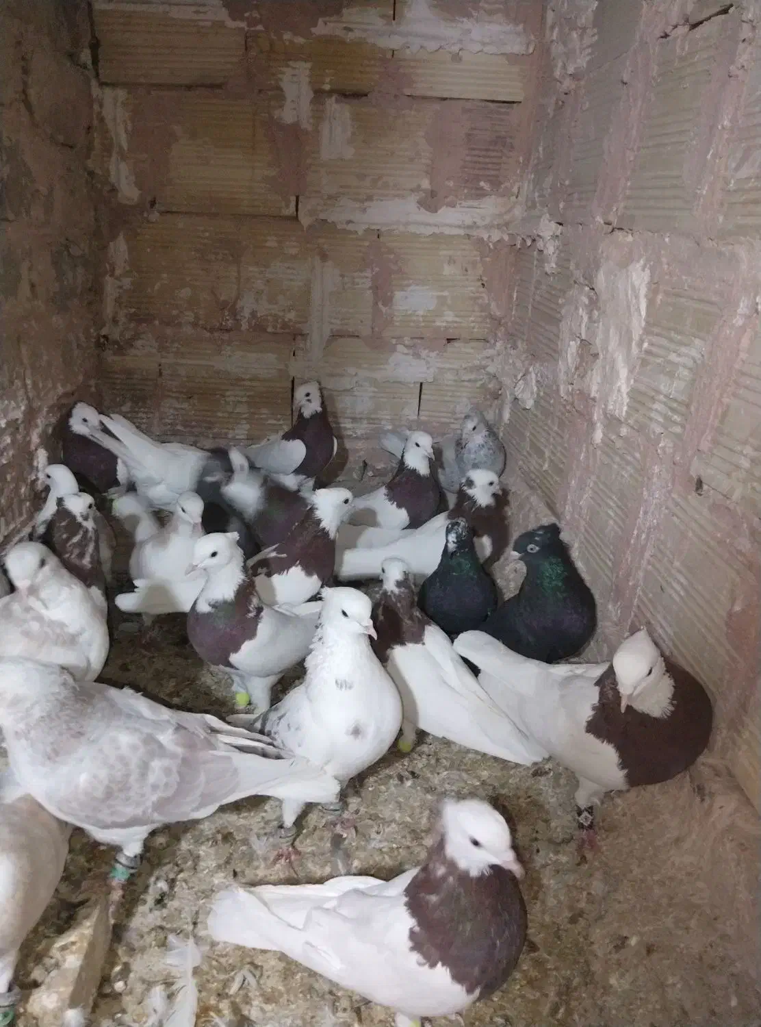 یه چق رنگه|پرنده|سبزوار, غرب نیروگاه|دیوار