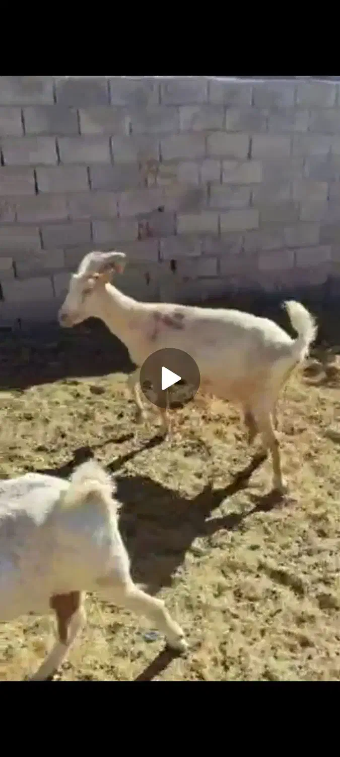 بزسانن|حیوانات مزرعه|درمیان, |دیوار