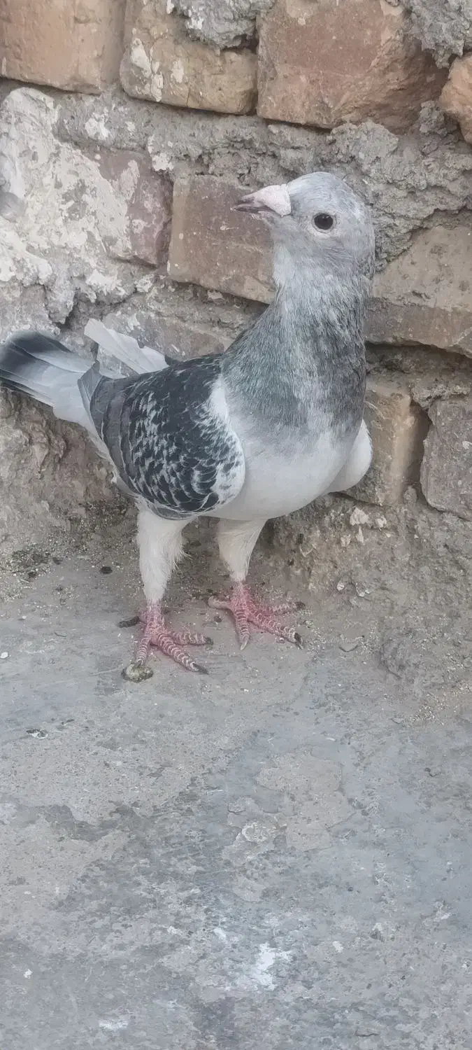 کفتر ماده|پرنده|زاهدان, |دیوار