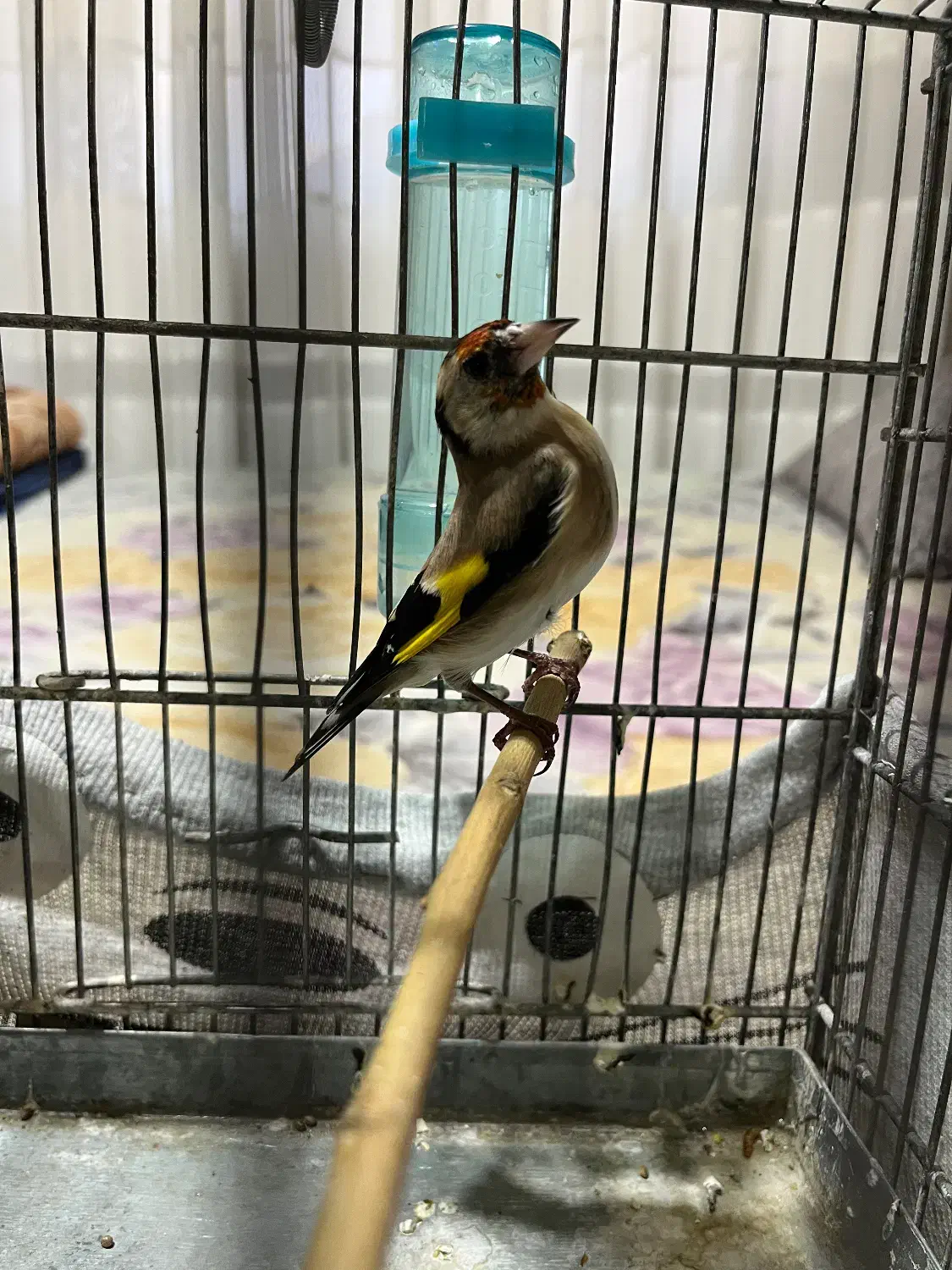 سهره ماده|پرنده|پردیس, فاز ۱|دیوار