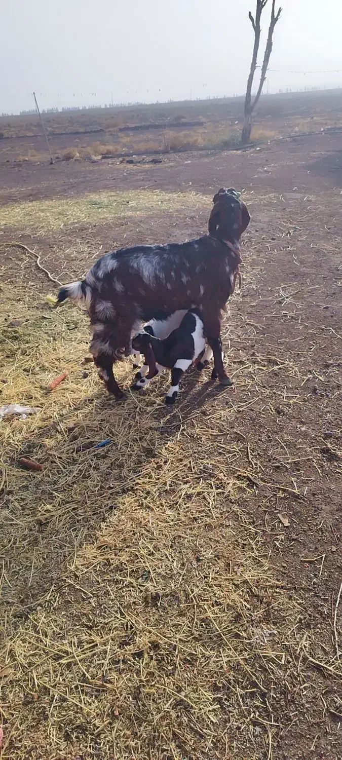 بوزدوقلوزا جوان با2ته بوزغاله|حیوانات مزرعه|اشتهارد, |دیوار