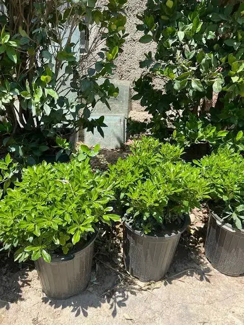 امورباغبانی|خدمات باغبانی و درختکاری|کرمان, |دیوار