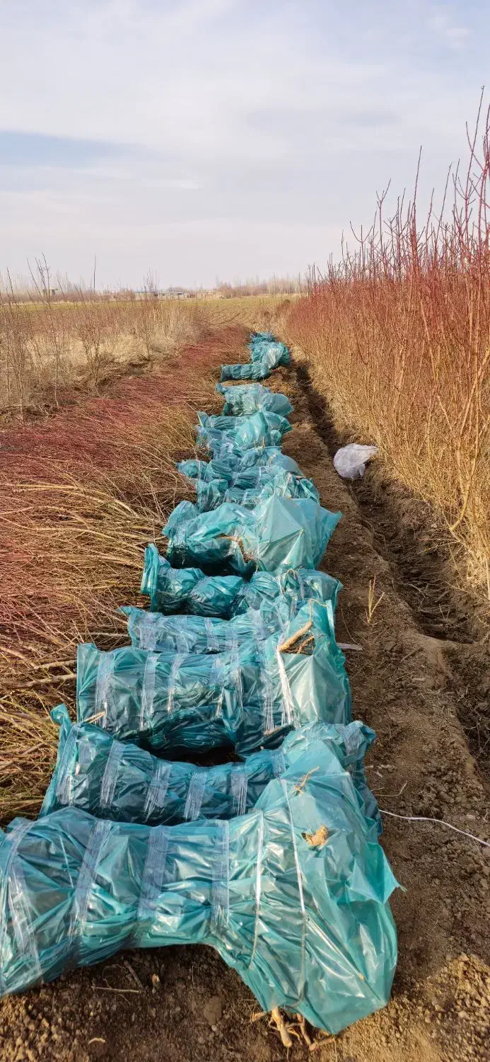 فروش انواع نهال بادام ارگانیک و میوهدهی بالا|خدمات باغبانی و درختکاری|همدان, |دیوار