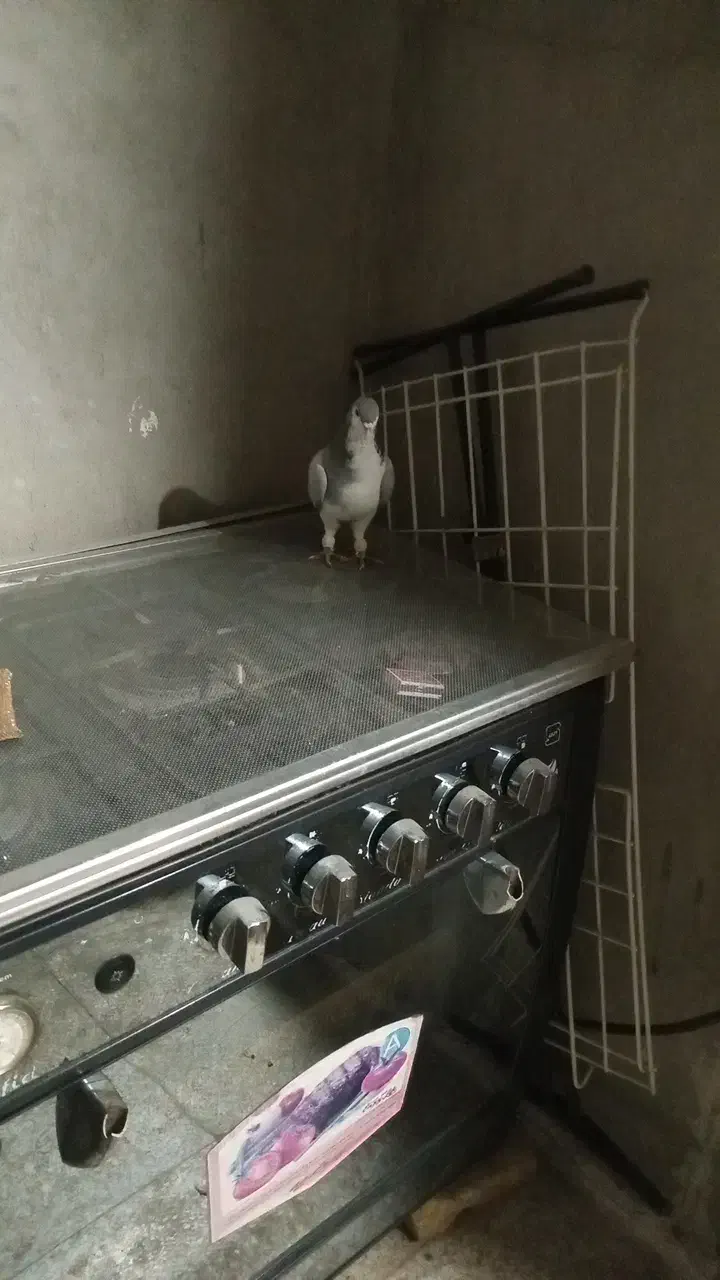 کبوتر|پرنده|محمدیه-قزوین, |دیوار