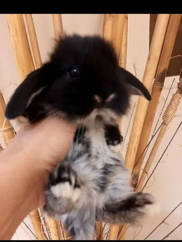 خرگوش لوپ مینیاتوری مشکی|موش و خرگوش|اراک, |دیوار