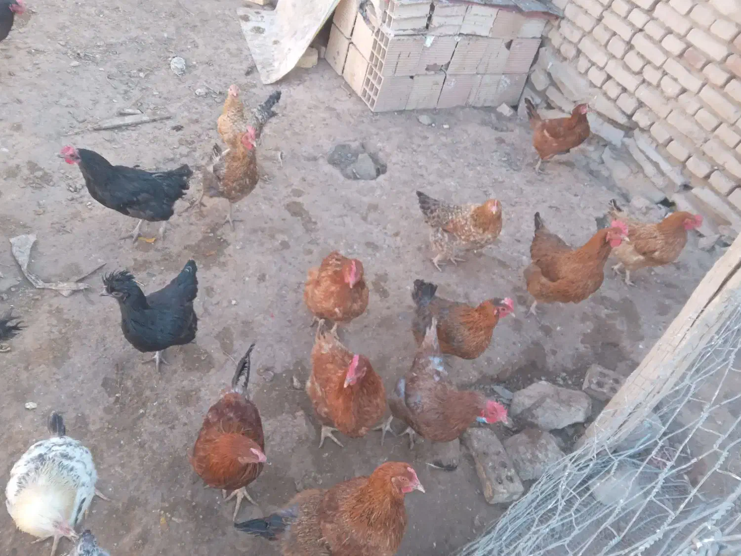 مرخ محلی|پرنده|خوشاب, |دیوار