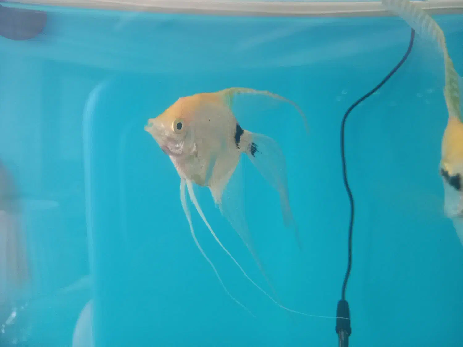 ماهی انجل سوپر باله وارداتی|ماهی|پردیس, فاز ۸|دیوار