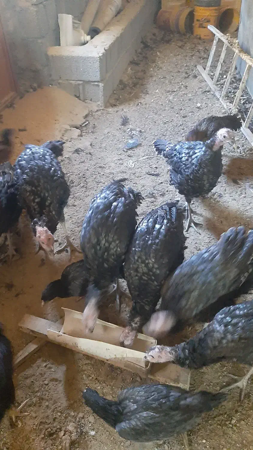 بوقلمون های ۵ ماهه سالم|حیوانات مزرعه|چهاردولی, |دیوار