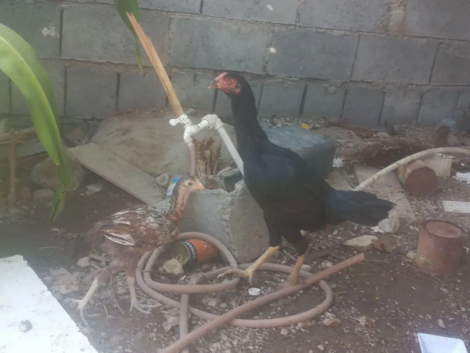 مرغ و خروس|حیوانات مزرعه|میناب, |دیوار