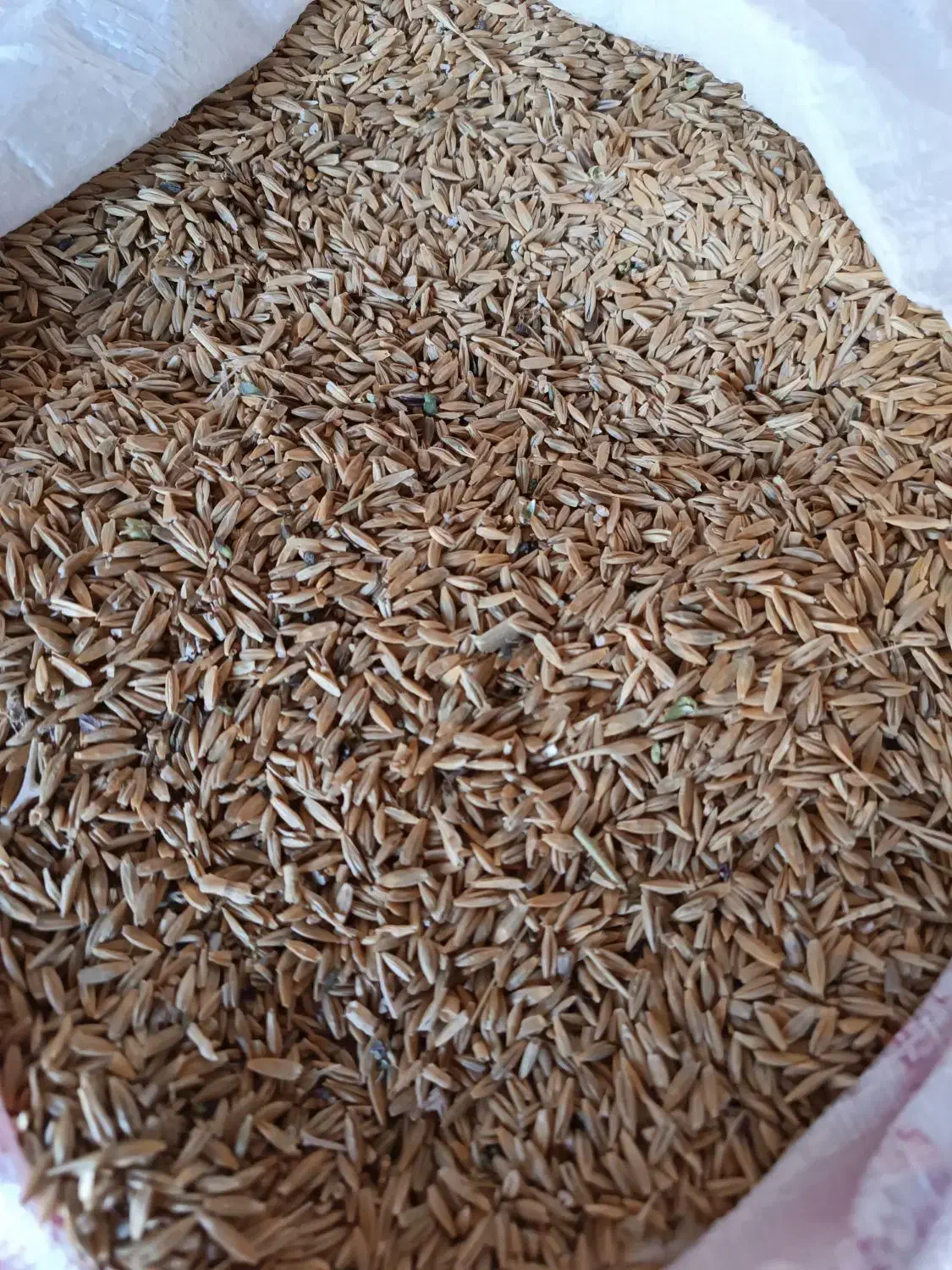 جو محلی|خوردنی و آشامیدنی|شیراز, داریون|دیوار