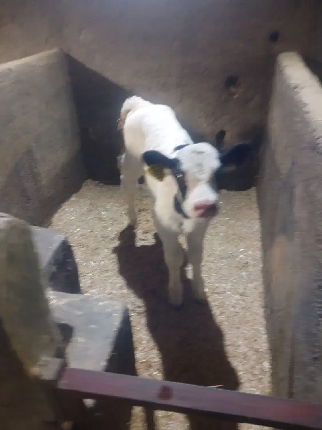 سلام تعدادی گوساله شیرخوار نر|حیوانات مزرعه|قزوین, |دیوار