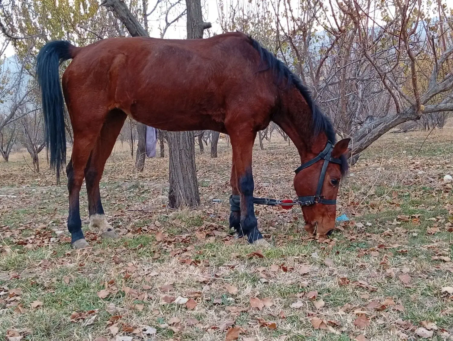 اسب مادیان|اسب و تجهیزات اسب‌سواری|زنجان, |دیوار