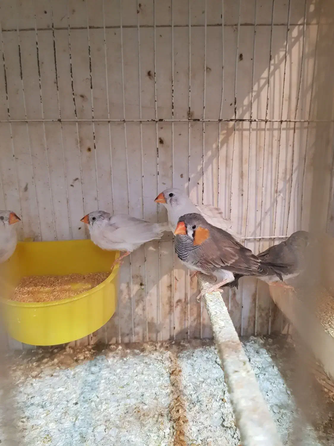 فنچ جوانه نروماده|پرنده|زابل, |دیوار