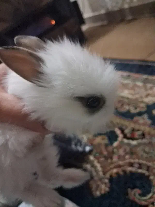 خرگوش|موش و خرگوش|تهران, راه آهن|دیوار