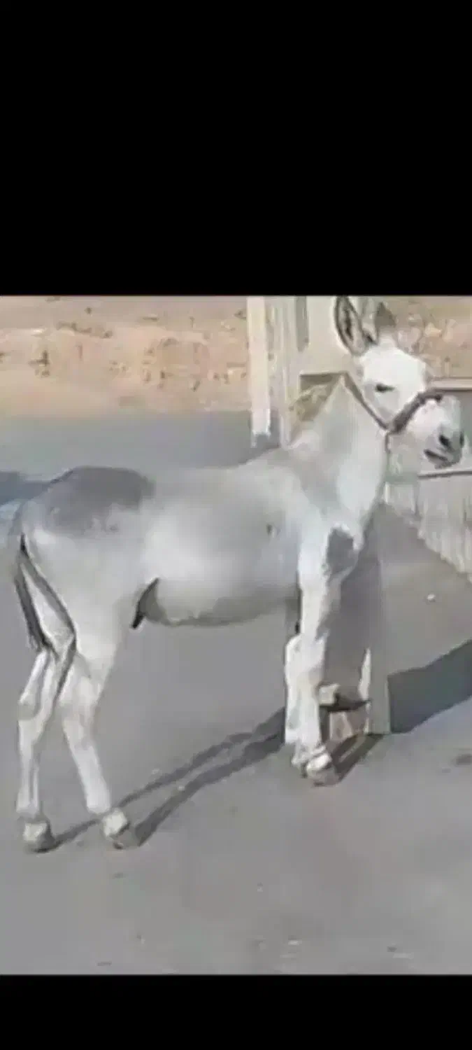 فروش یک الاغ دریاسوج|حیوانات مزرعه|پاتاوه, |دیوار