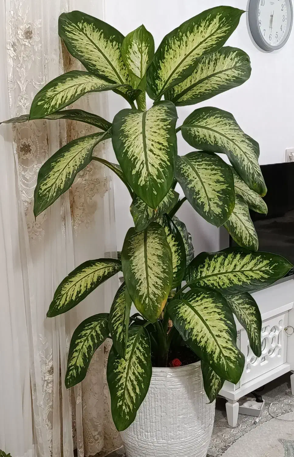 گل دفین باخیا|گل و گیاه طبیعی|قوچان, |دیوار