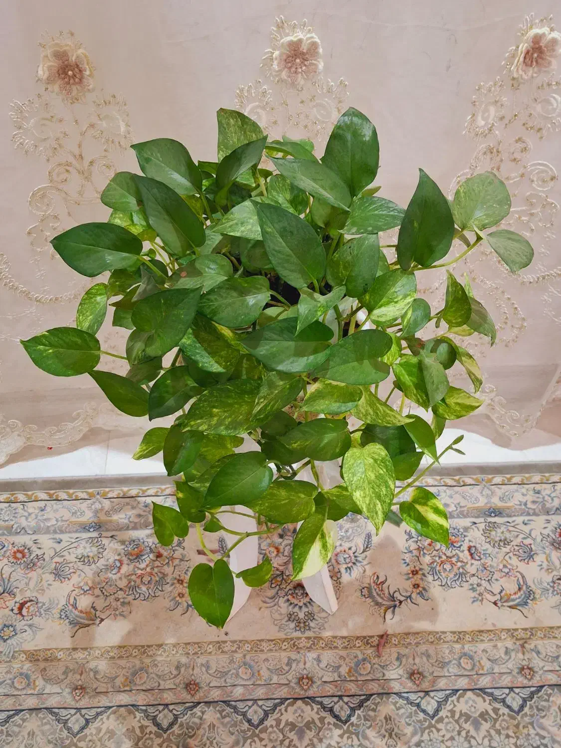 گل طبیعی|گل مصنوعی|نورآباد, |دیوار