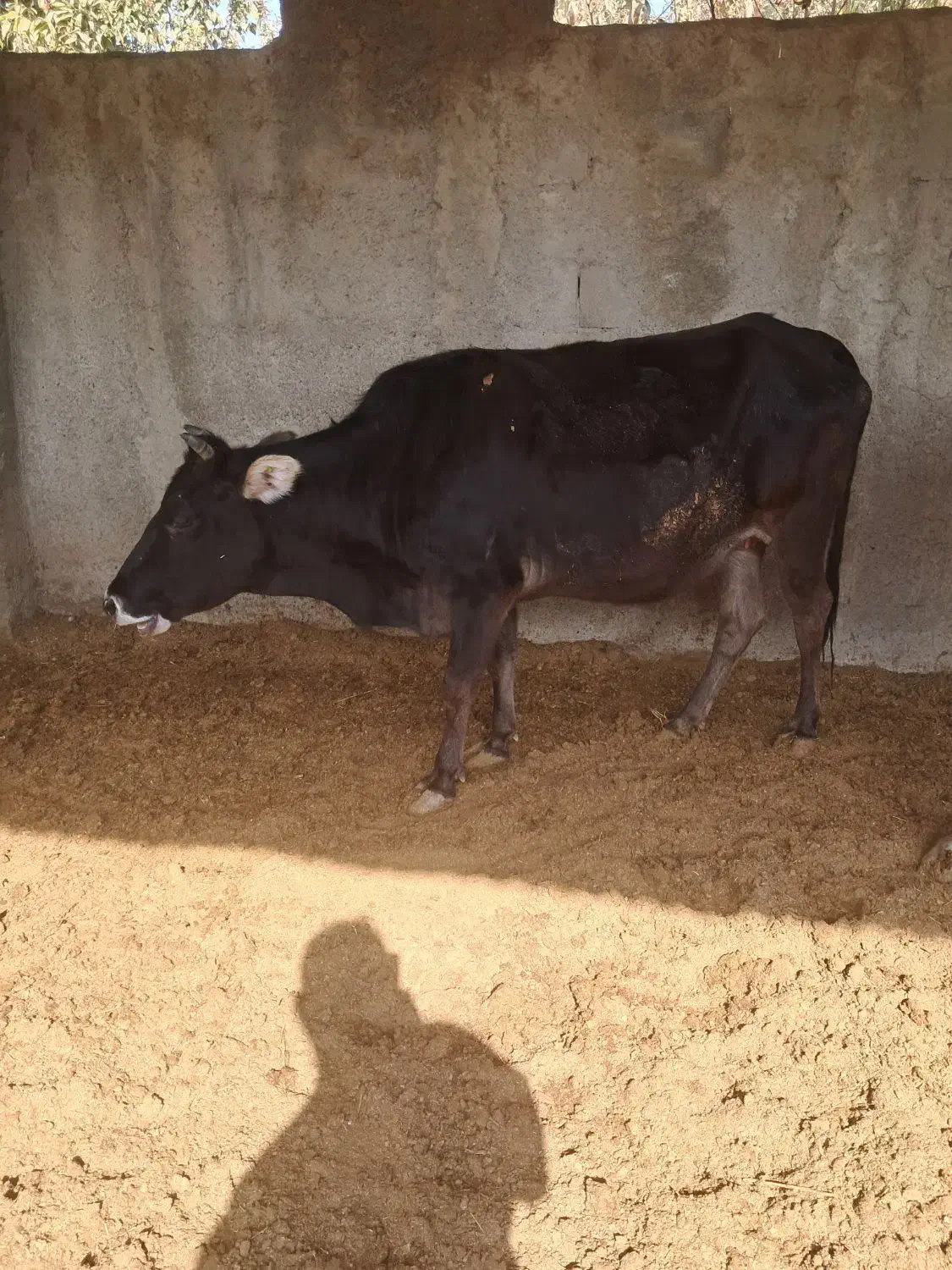 گاو|حیوانات مزرعه|هشتگرد, تهران دشت|دیوار