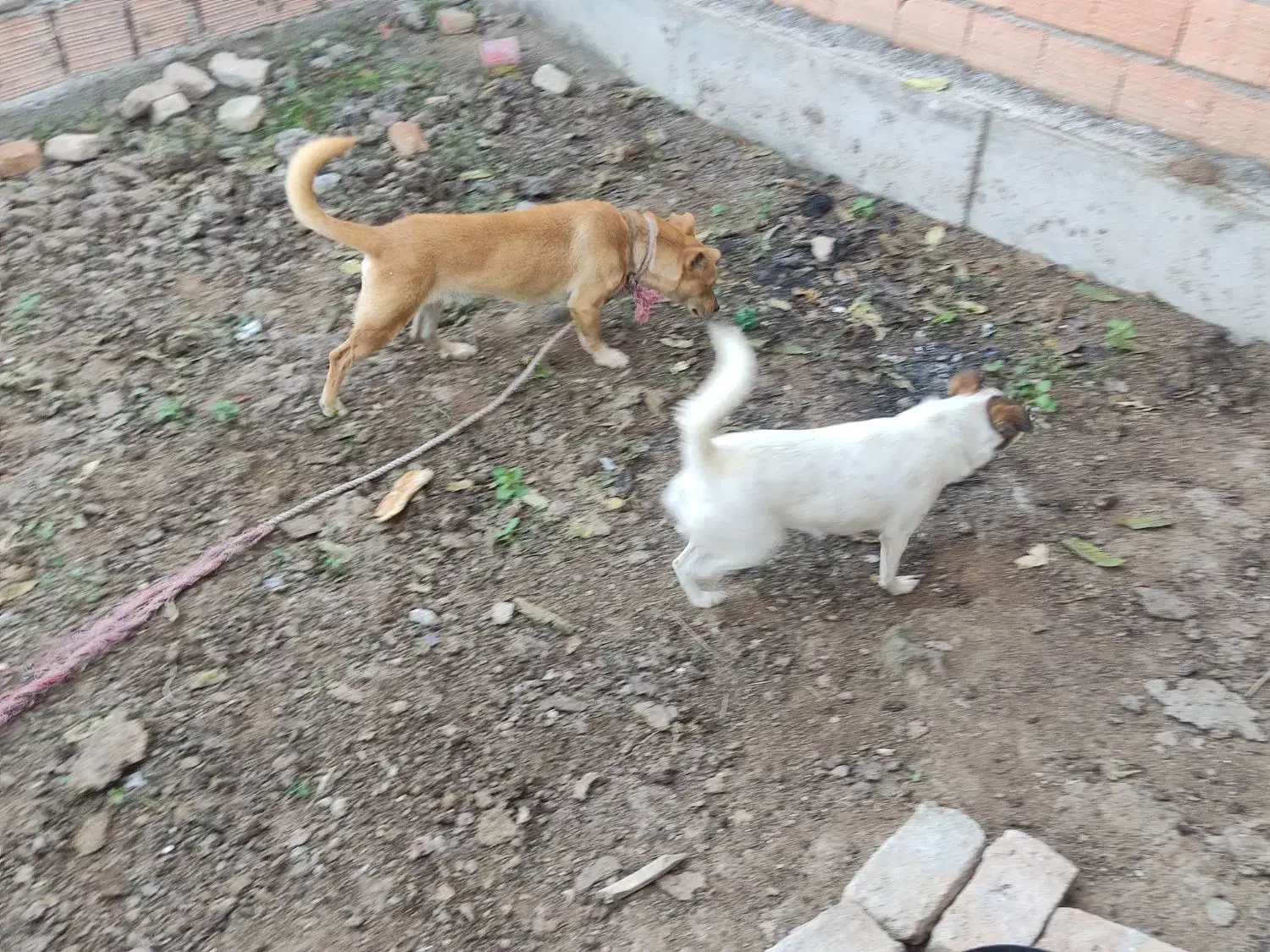 سگ پاکوتاه|سگ|سیمین شهر, |دیوار