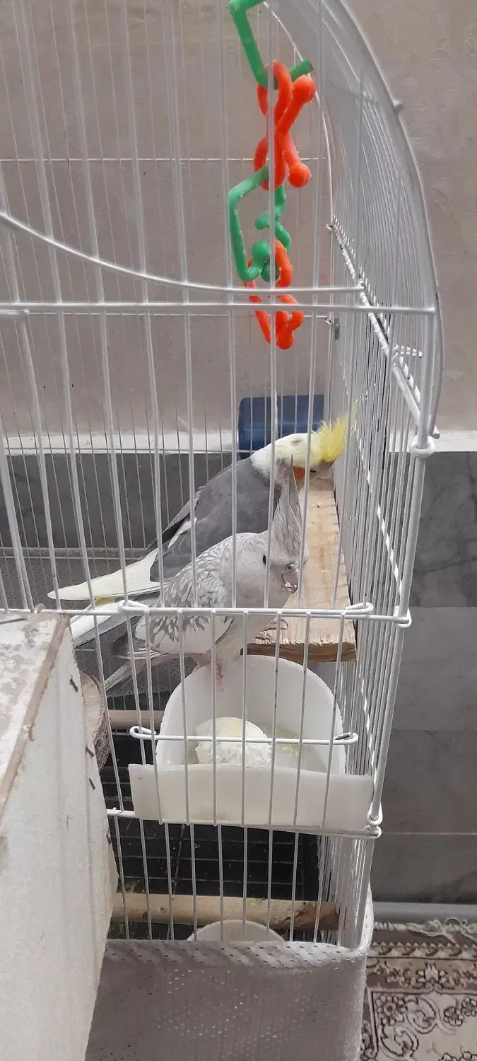 یک جفت عروس هلندی مولد به همراه ۳ عدد جوجه.|پرنده|چهاردانگه (تهران), |دیوار