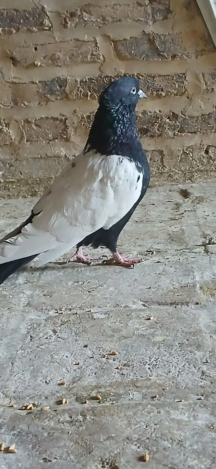 کبوتر دم سیاه|پرنده|قزوین, |دیوار