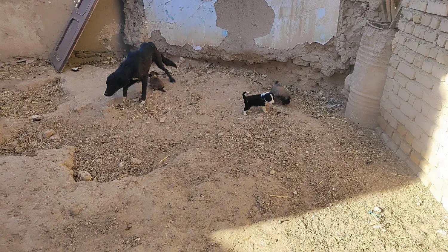 واگذاری سگ|سگ|آشخانه, |دیوار