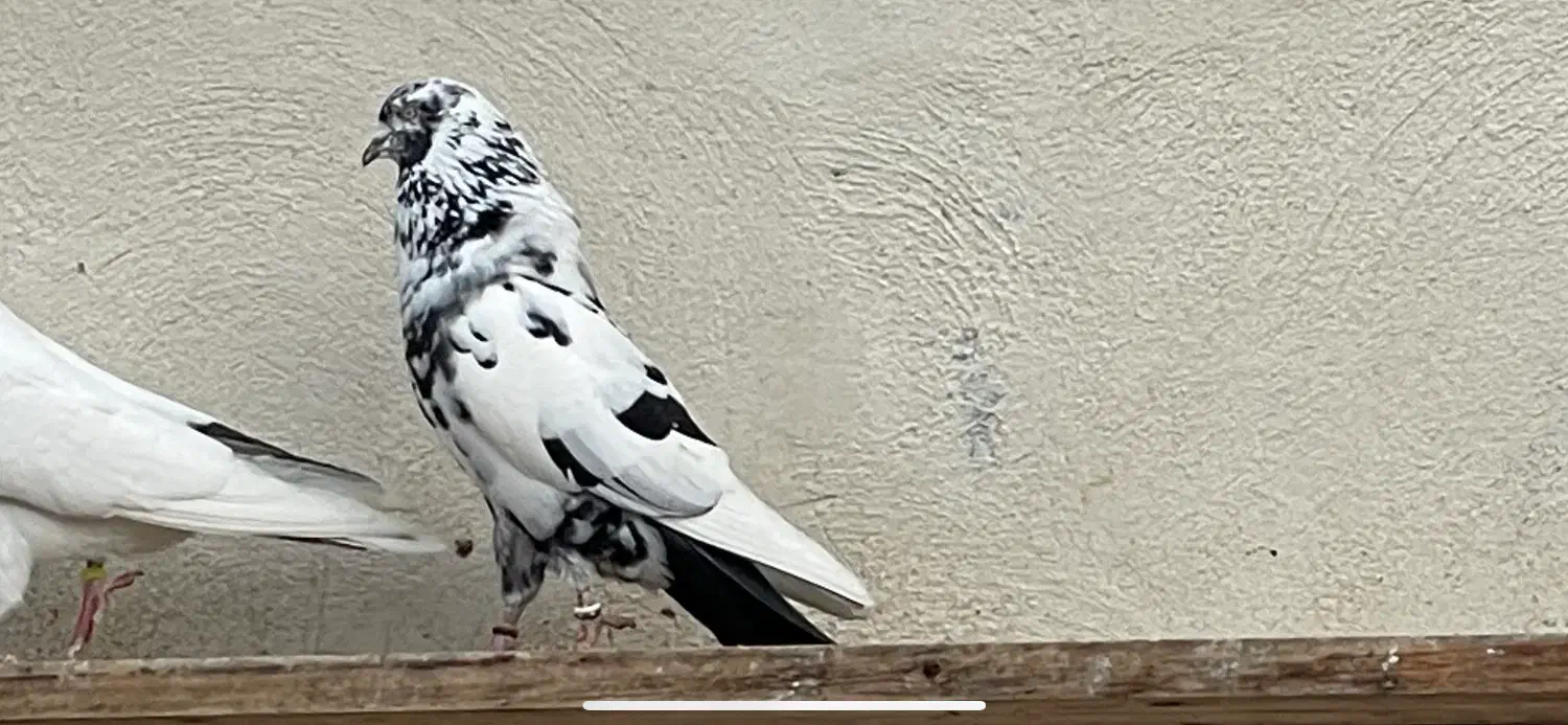 کبوتر پرشی|پرنده|گرگان, |دیوار
