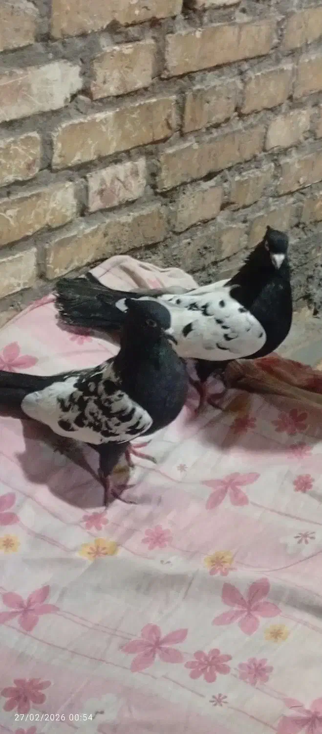 کبوتر|پرنده|خرمشهر, |دیوار