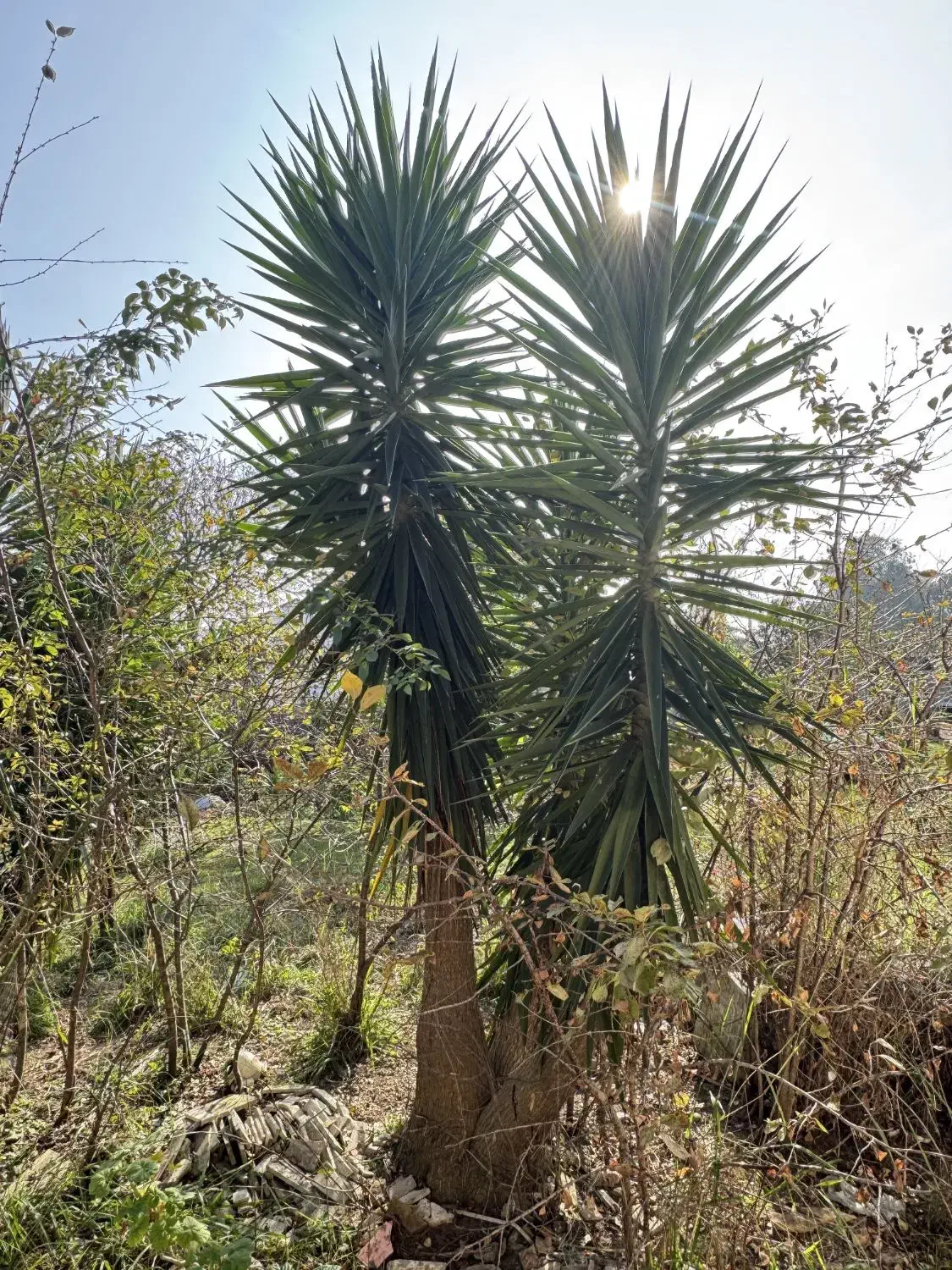 یوکا بلند ۳.۵ متر|گل و گیاه طبیعی|تالش, هشتپر|دیوار