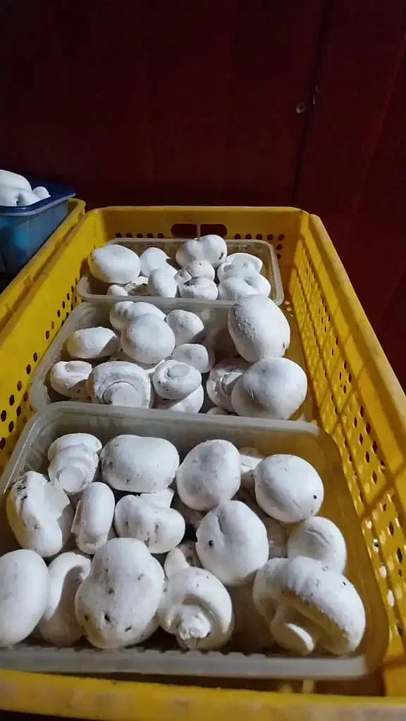 فروش قارچ از تولیدبه مصرف بی واسطه|خوردنی و آشامیدنی|مشهد مرغاب, |دیوار