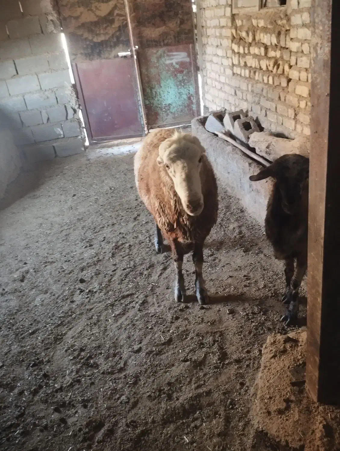 قوچ چینی اصل|حیوانات مزرعه|شیراز, انجیر|دیوار