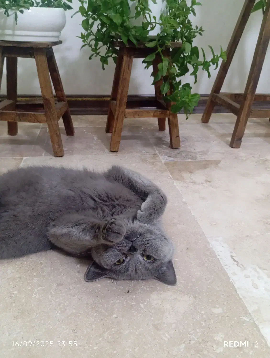 گربه نر اسکاتیش|گربه|نسیمشهر, |دیوار