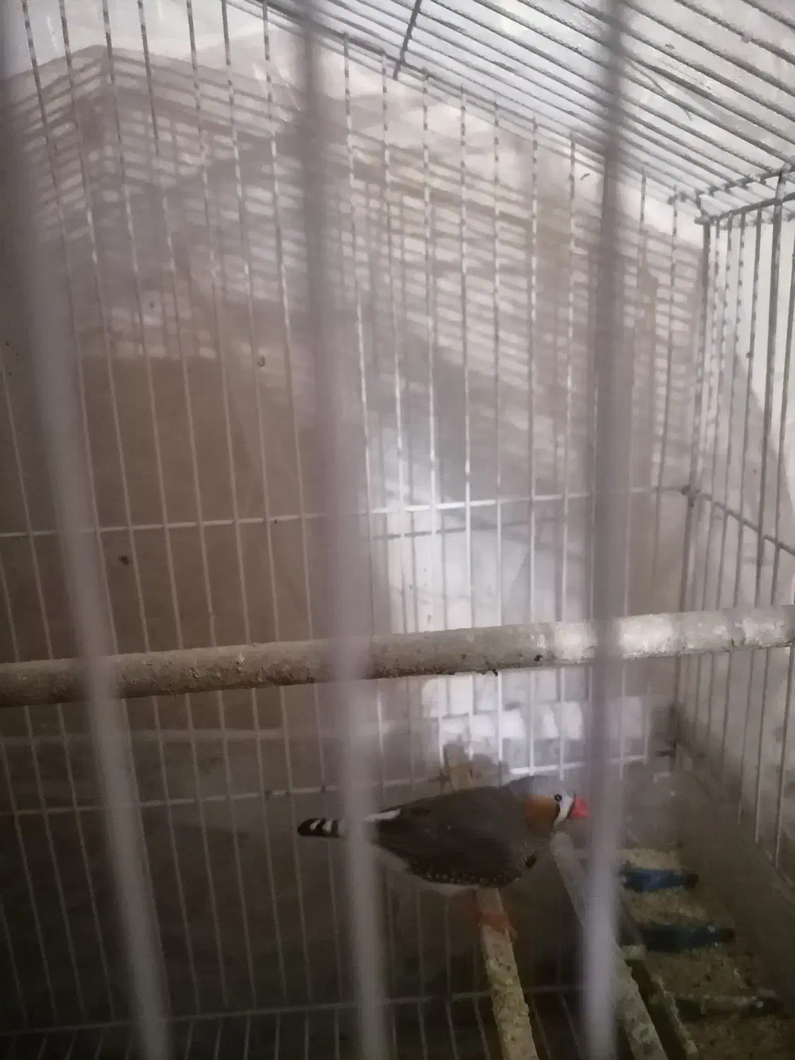 فنچ|پرنده|شهر ری, منصوریه منگل|دیوار