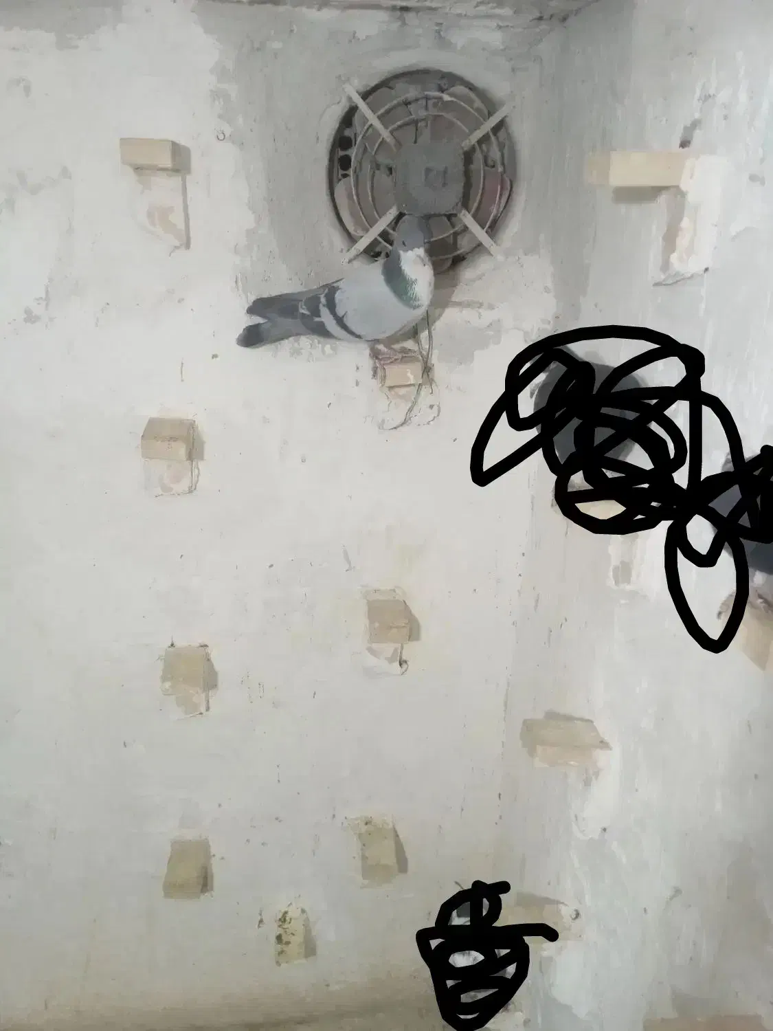 نر تبعیدی خطری زرند|پرنده|کرمان, |دیوار