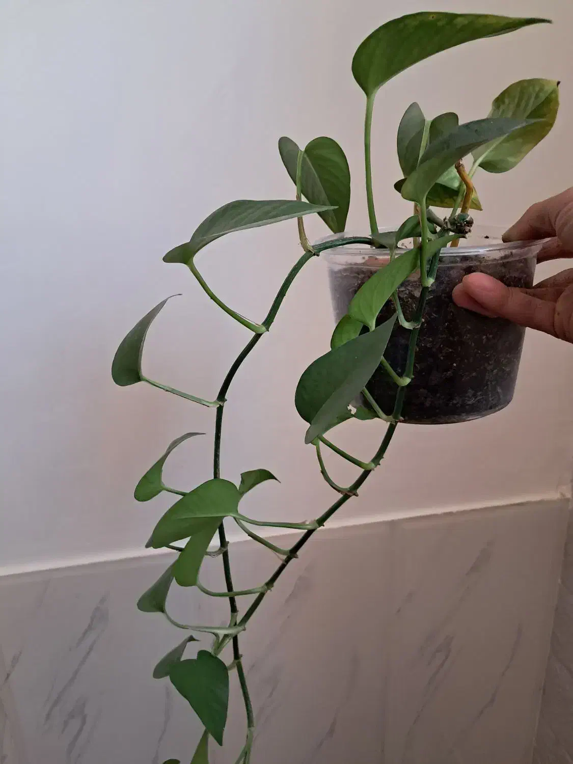 گل حسن یوسف و گل پتوس تازه و یک عدد کیف کرمی نو|کیف، کفش، کمربند|شیراز, گویم|دیوار