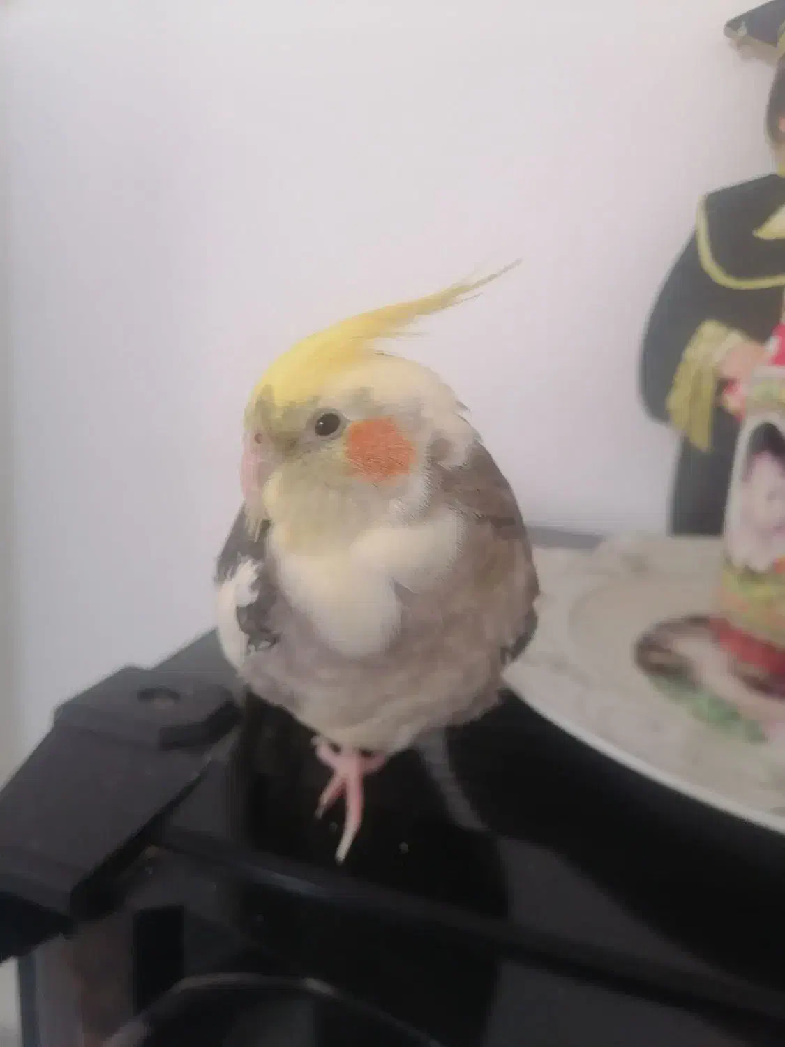 گمشده|حیوانات|شیروان (خراسان), |دیوار