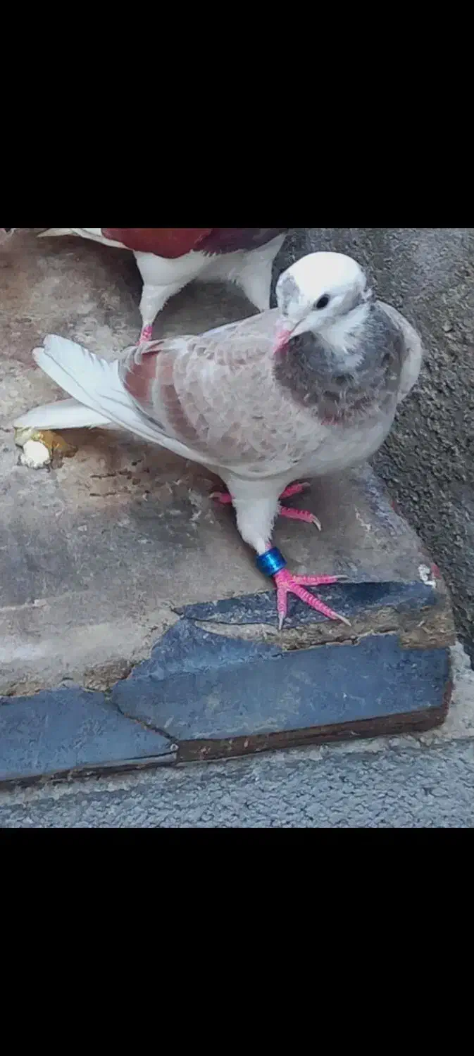 کفتر گم شده در محله کمربندی|حیوانات|بندرعباس, |دیوار