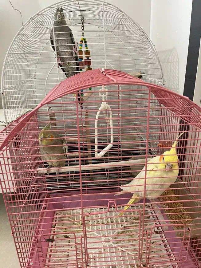 عروس هلندی|پرنده|تهران, سعیدآباد|دیوار