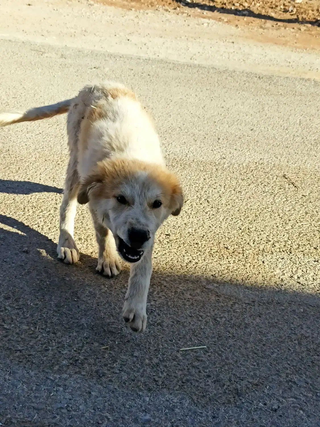 توله سگ سفید|سگ|گیلان غرب, |دیوار