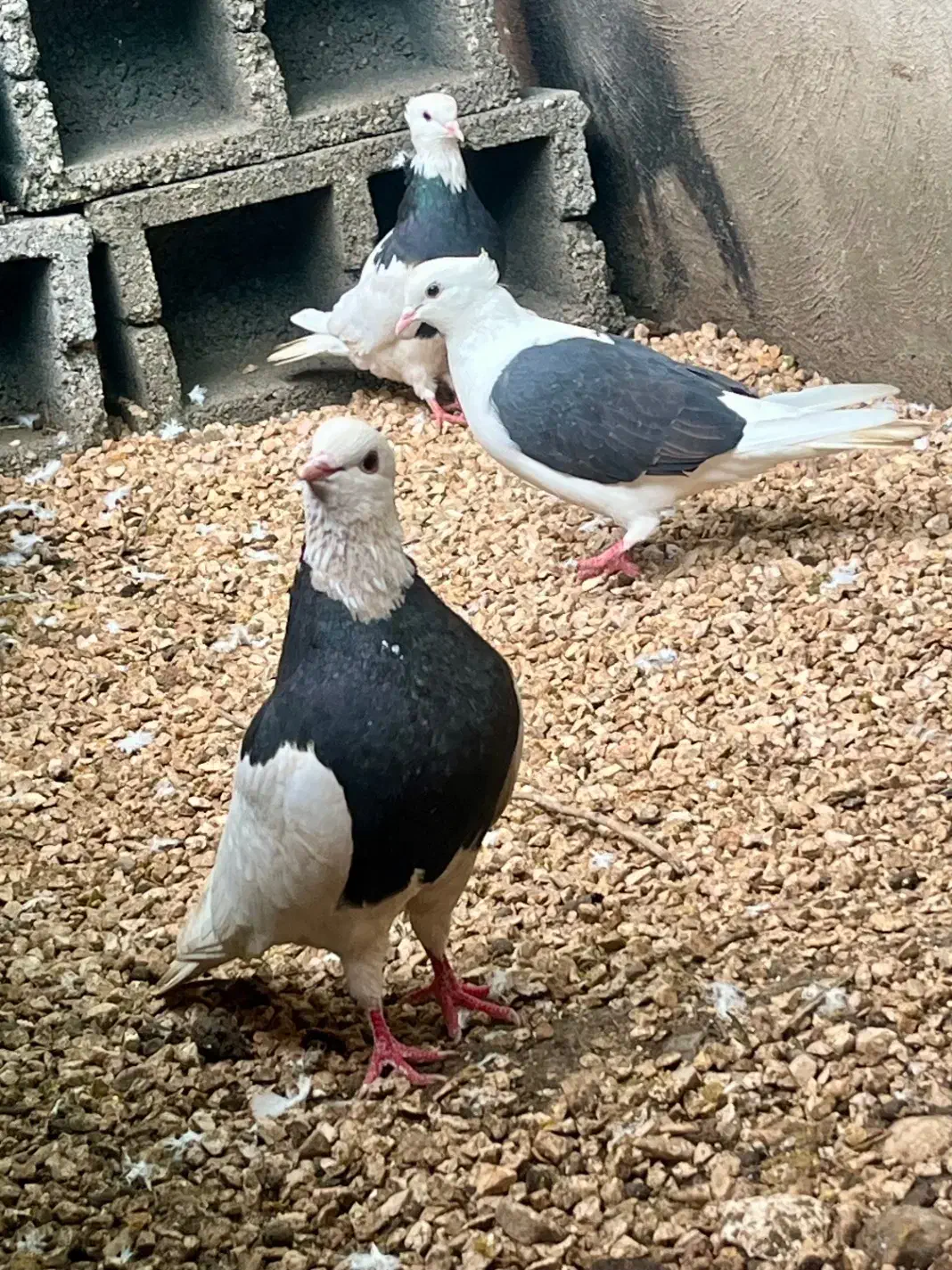 فروش کبوتر|پرنده|جم, |دیوار