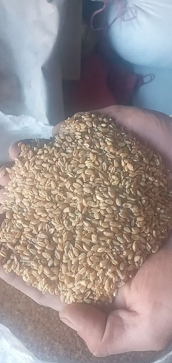 گندم پیشگام|خدمات باغبانی و درختکاری|زنجانرود, |دیوار